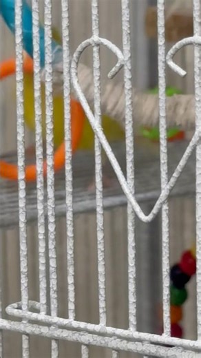 Mango the Parakeet Throws the Ring Down! 😄🐦