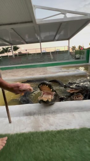 45K views · 1.8K reactions | Going down the line and feeding some of...