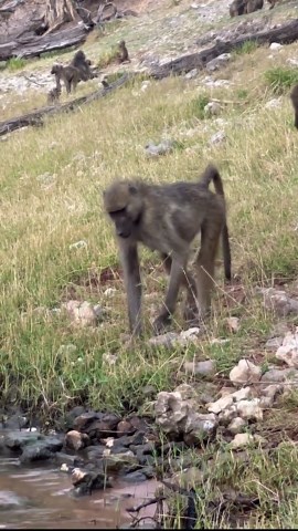 A peaceful moment in the African wilderness as a baboons quenches its thirst, showing the simple beauty of wildlife in its natural habitat.