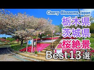 4K Top 13 Best Cherry Blossom Viewing Spots in Tochigi & Ibaraki, Japan