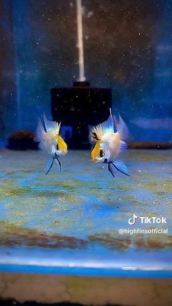 Electric Blue Balloon Ram 💙 #ornamentalfish #petfishtiktok #petfish #ornamentalfishkeepeer #ornamentalfishphilippines #aquariumhobby #germanblueram #electricblueram #goldramirezi #germanblueballoonrams #electricblueballoonram #goldballoonram #microgeophagusramirezi