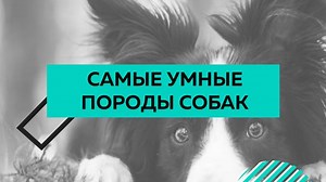 Самые умные породы собак