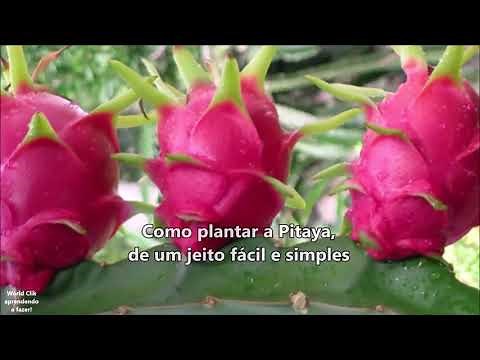 Como Fazer Mudas de Pitaya, passo a passo