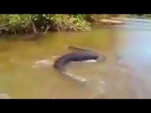 Giant Anaconda Snake Was Found In The Amazon River in Brazil