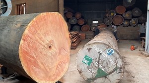 Massive Wood Cutting with the World's Largest Saw