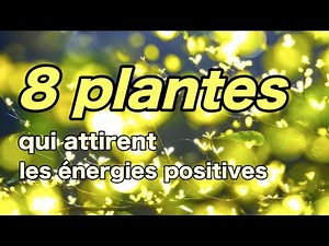 8 plantes qui attirent les énergies positives
