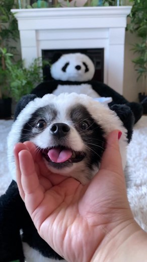 Results from the panda woah behind the scenes (he misses at the end 😂) #pandapuppy Outfit: Pandaloon