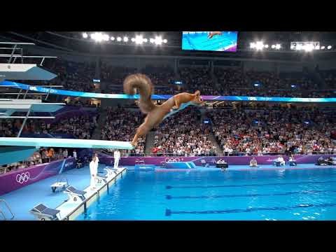 🐿️ Squirrel Dives Like an Olympian! 🤸‍♂️