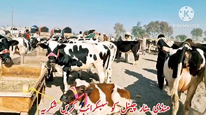 26K views · 1.1K reactions | ‎‎ملوموڑمنڈی جھنگ کی سپریم بچھڑیاں‎ Part 15‎ | Global Village Farming | Facebook