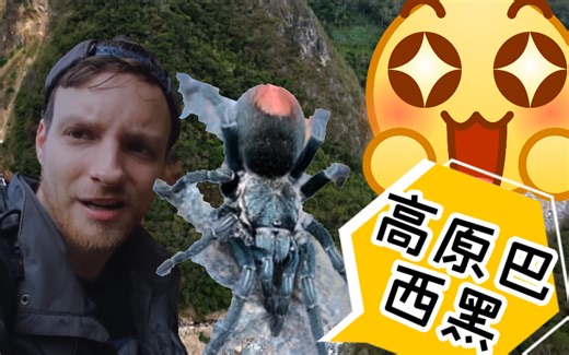 【爬物影剪16】神奇！高原版巴西黑捕鸟蛛？hapalotremus高原属蜘蛛野采
