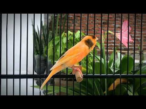 Belgian Canary Singing Video‼️ The Best Canary Training Song