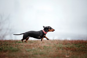 Why Do Dogs Run Away?