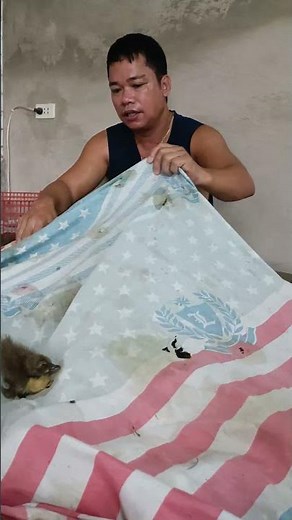 DUCKLINGS NEWLY HATCHED F1 ITIK PINAS LEO SUNGKIP PRODUCTION