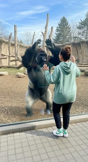 This gorilla will outdance everyone 🤣🤣🤣 Watch this epic dance battle #gorilla #dance #funny
