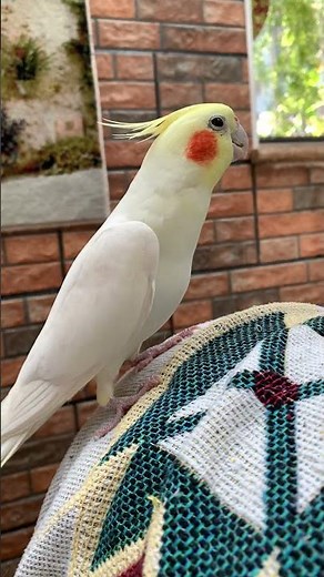 Cockatiel whistles loudly chat! 👍 #cockatiel #parrot #birds #cute