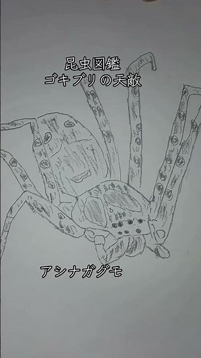 昆虫図鑑アシナガグモ~ゴキブリの天敵