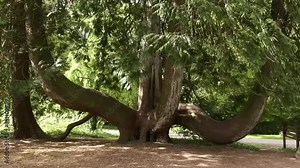 camera circles around a huge red cedar tree that has multiple connected trunks, with lush green setting in background