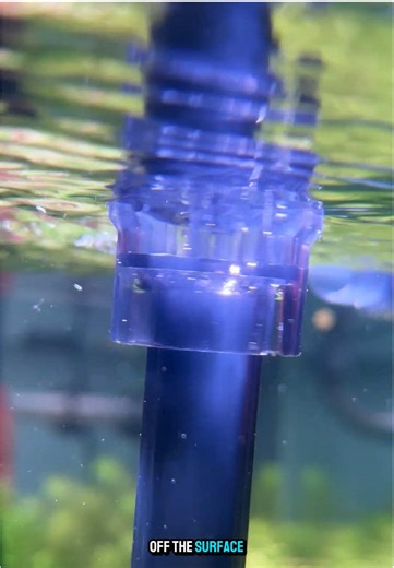 Eliminate Oily Film from Your Fish Tank