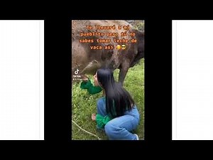 Mujer se vuelve viral por tomar leche... ¡directamente de las ubres de una vaca! VIDEO