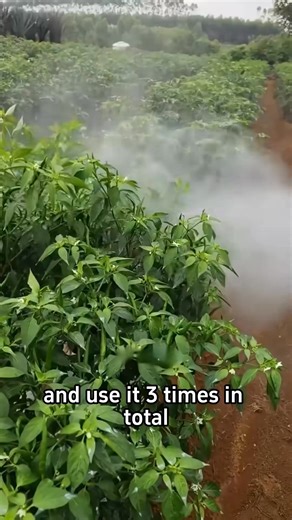 202K views · 2.1K reactions | Summer vegetable disease prevention tips #plant #garden #planttips #gardentips #vegetables #agricuture #farming #gardeninghacks #gardentok #PlantTok #gardeningtips | Planting Fever | Facebook