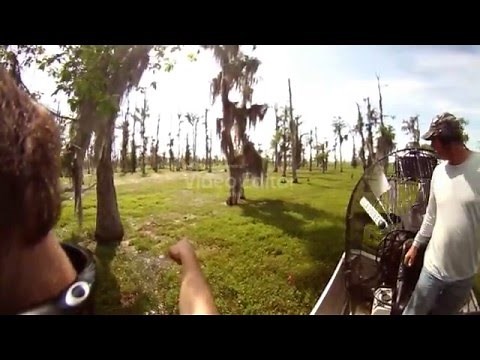 Nutria Hunting in Louisiana swamp