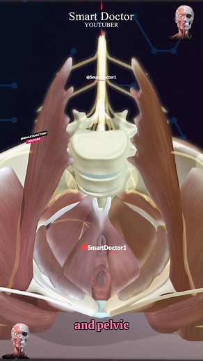 Smart Doctor on Instagram‎: "Female pelvic anatomy with its openings ✨‍♀️ . . The anatomy of the female pelvis is complex and includes several key structures and openings. Here’s an overview: Key Structures Pelvic Bones: Ilium: The largest part of the pelvis. Ischium: The lower, posterior part of the pelvis. Pubis: The anterior part of the pelvis. Sacrum: A triangular bone at the base of the spine, forming the back of the pelvis. Coccyx: The tailbone, located at the very base of the sacrum. Pelv