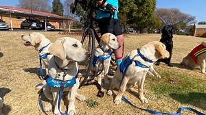 1.3K views · 61 reactions | MAKE A DIFFERENCE TODAY! Our puppies need more cyclists to help them become Assistance Dogs! ONLY 10 DAYS LEFT TO REGISTER! REGISTER NOW to help them graduate and become indispensable to their owners : https://guidedog.org.za/ride-for-team-sa-guide-dogs-and-help-change-lives/ | South African Guide-Dogs Association for the Blind | Facebook
