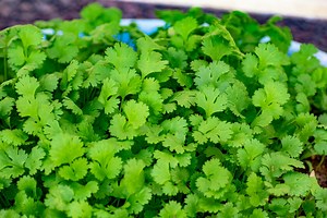 Cuándo y cómo sembrar cilantro: es súper fácil tener siempre esta hierba aromático a mano