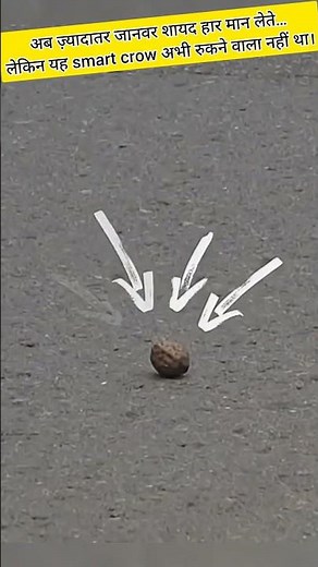 This Genius Crow Used Cars to Open a Hard Nut 😲#shorts #animals #crow #intelligence #walnut