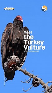 Nature’s clean up crew doesn’t hold back. Turkey Vultures survive on rotting flesh, neutralize deadly pathogens with insanely strong stomach acid, and defend themselves by firing a blast of acidic puke. They even sanitize their legs with their own poop. Disgusting? Yes. But also the reason our landscapes aren’t filled with disease-ridden carcasses. Full article link in bio 🔗 #turkeyvultures #vultures #vulturesofinstagram | LiveScience