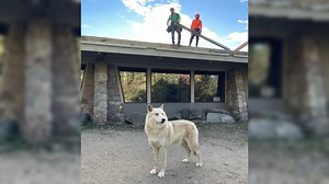 Check out our latest Exhibit Pack Update, in which Assistant Wolf Curator Abby shares the progress and transformation of our building improvements. She'll also give you an exclusive peek into how the ambassador wolves reacted to all the activity. Don't miss this fascinating update! | International Wolf Center