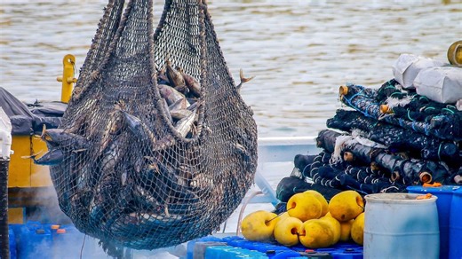 Océans : les poissons, un puits de carbone invisible menacé par la pêche et le changement climatique - RTBF Actus