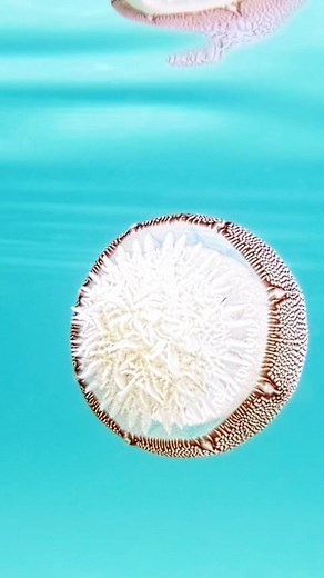cannonball jellyfish have some awesome patterns. they also don't Sting you so don't be afraid of it #life #cannonball #jellyfish #water #ocean #nature #beautyofnature #emeraldcoast | Sean Thomas - Ocean Visuals