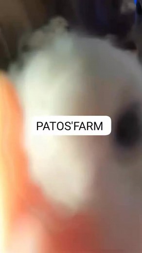 3 weeks Broilers | Cyril Ebitaope | Facebook