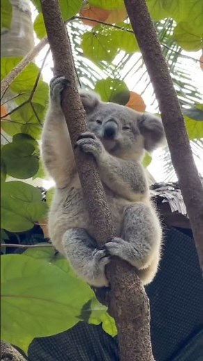 Baby Koala Nunu’s Cutest Sleepy Moments | Adorable Koala Relaxing in a Tree