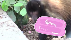 22 reactions | Curious about our troop of Capuchin monkeys? Our new series on these amazing primates and their keepers is here! Check out a new video every other day as we introduce you to the individuals in the troop and those who care for them. Part 2: Social Structure Help us care for our capuchins and other animals: https://www.santaanazoo.org/supportus.php?cat=donation | Santa Ana Zoo | Facebook