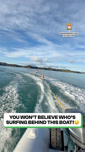 60K views · 3.4K reactions | Captain French Bulldog ‍☠️ | Fluffy Animals | Facebook