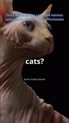 Mind blowing facts about Sphynx cat breed - hairless cat #catlovers #catmodel #catworld #catblogger