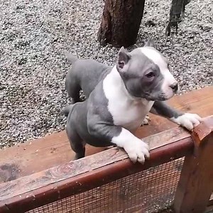 @bigdogs_romania_oficial #bullywebtv | BullyWeb TV