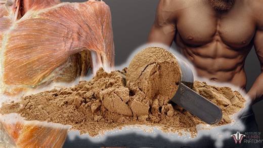 The protein paradox: Optimizing lean mass and longevity