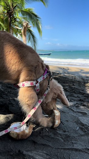 Mi primer viaje a la playa 🏝️☀️ #goldenretriever #playa #golden #kikidi