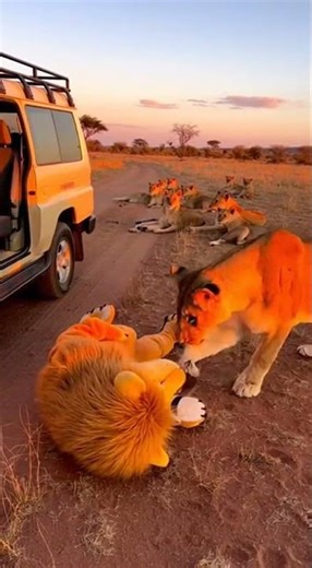 Lion Costume vs. Real Lions - Hilarious Safari Moments! #WildLife #FunnyAnimals #Safari