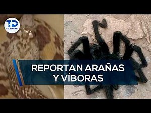 Spider and snake sightings reported in La Laguna