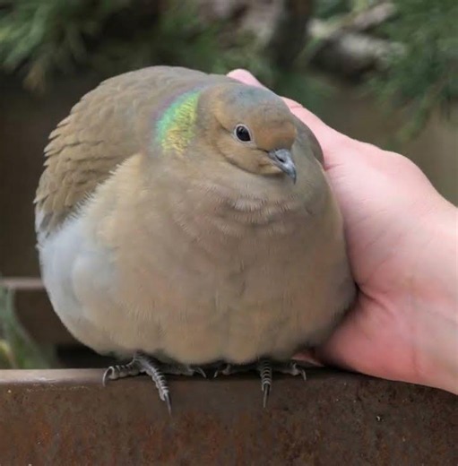 borb