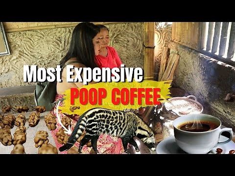 This Coffee Made from Poop of Civet Cat | Luwak Coffee | Making Process | Offtrack Couple