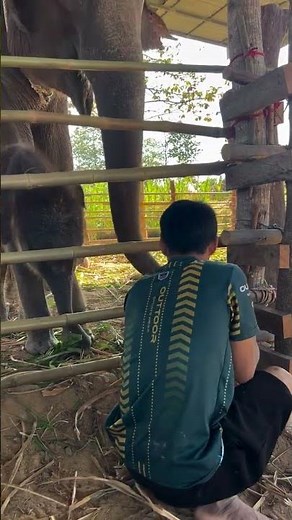 repair the cage #elephant #animals