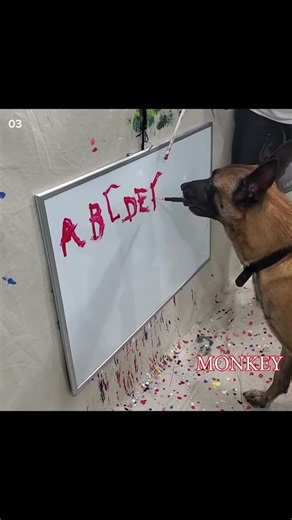 Unbelievable Dog Talent! 🐶🔥#shorts