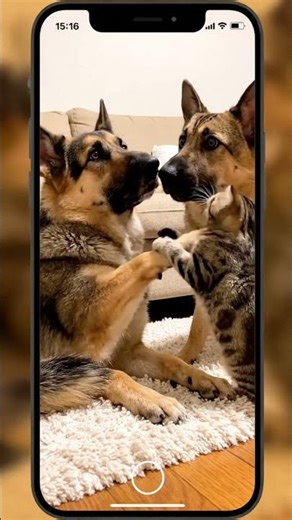 Tiny Cat, Big Punch! 🥊 Feisty Feline vs. Gentle Giant!
