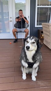 22M views · 125K reactions | When the DOG runs!!! 來 His plan to WAX...