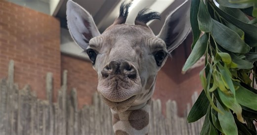 Denver Zoo reveals name of baby giraffe